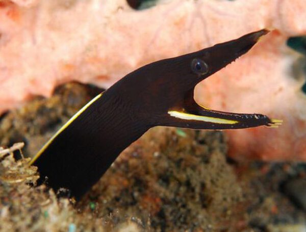 Black Ribbon Eel