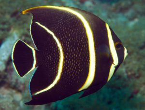 Gray Angelfish Juvenile