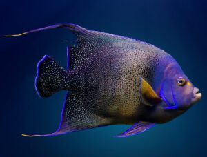 Koran Angelfish Adult