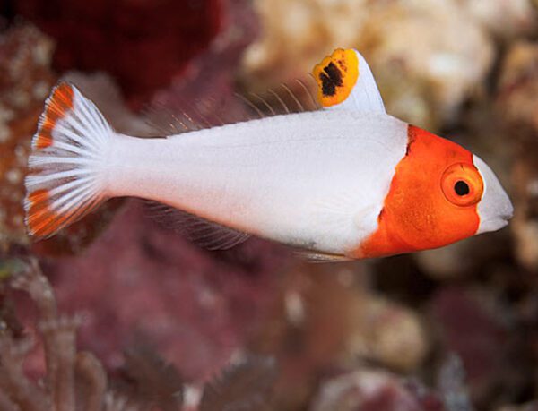 Bicolor Parrotfish