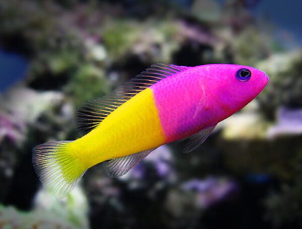 Bicolor Dottyback Pseudochromis