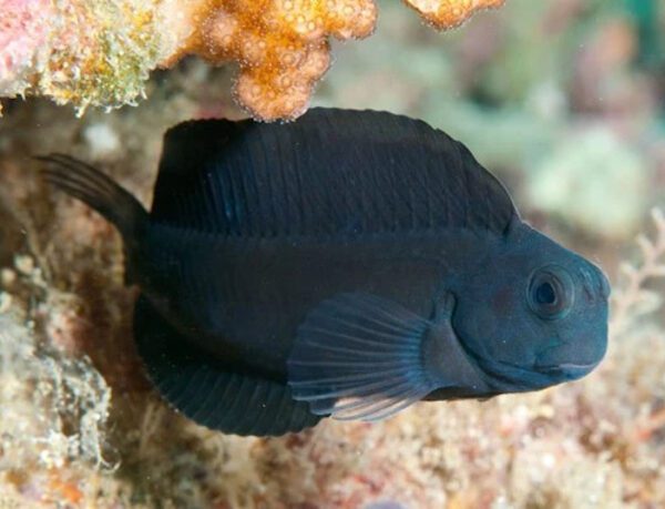 Black Sailfin Blenny