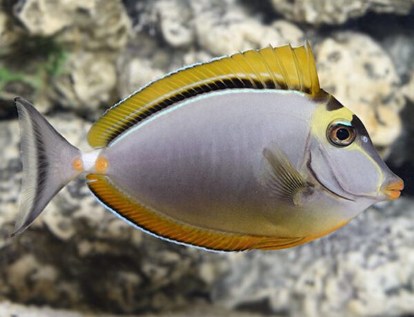 Blonde Naso Tang