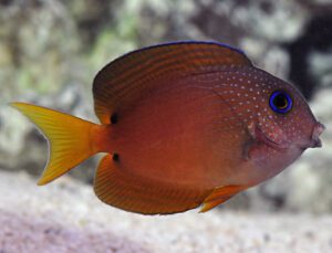 Blue Eye Tang