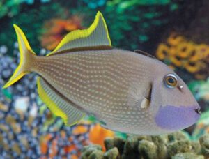 Blue Jaw Triggerfish (Male)