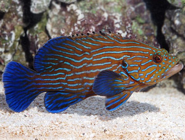 Blue Lined Grouper