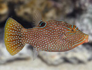 Blue Spotted Pufferfish