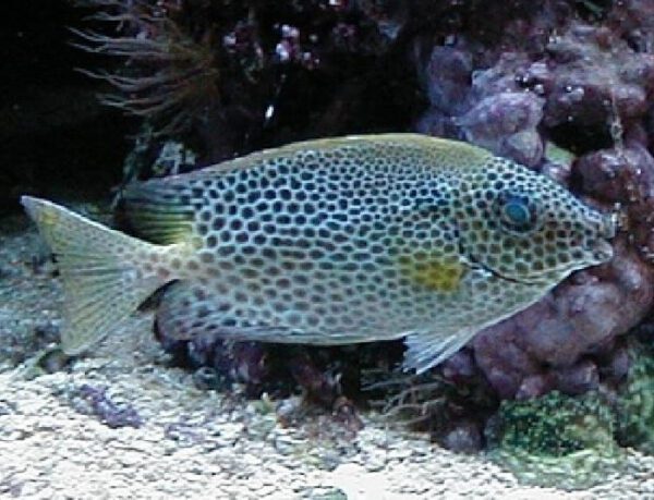 Brown Spotted Rabbitfish