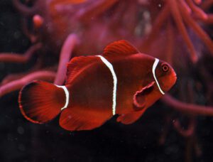 Maroon Clownfish