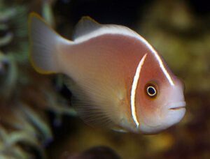 Pink Skunk Clownfish