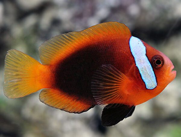 Tomato Clownfish