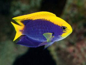 Starck's Damselfish