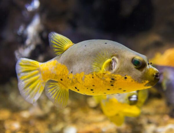 Yellow Belly Dogface Pufferfish