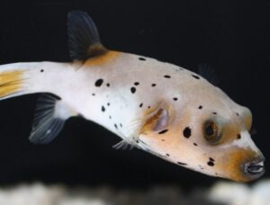 Dogface Pufferfish