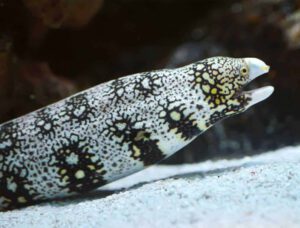 Snowflake Eel