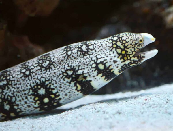 Snowflake Eel