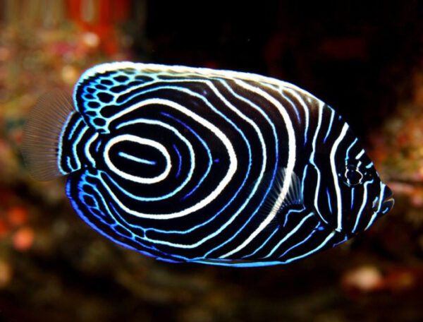 Emperor Angelfish (Juv)