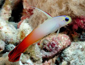 Firefish Goby