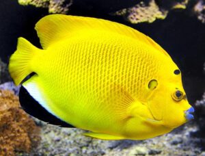 Flagfin Angelfish