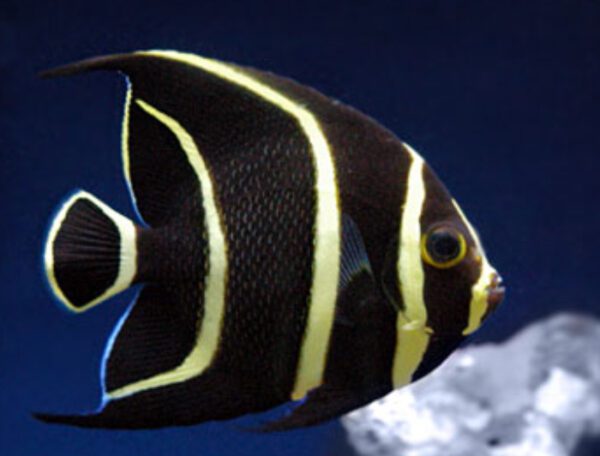 French Angelfish Juvenile