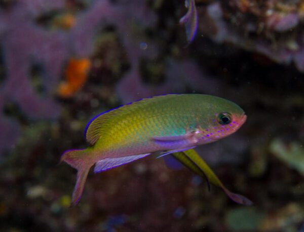 Fusilier Damselfish