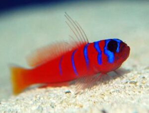 Catalina Goby