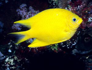 Golden Damselfish