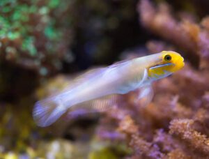 Golden Headed Sleeper Goby