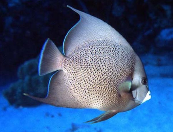 Gray Angelfish Adult