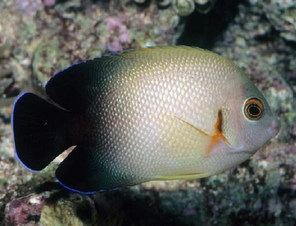 Half Black Angelfish