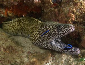 Honeycomb Moray Eel