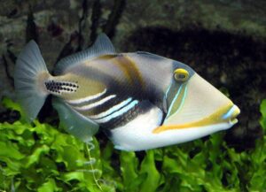 Huma Triggerfish