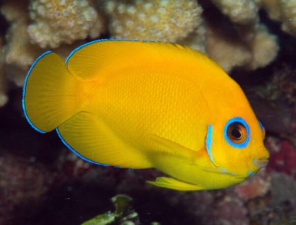 Lemonpeel Angelfish