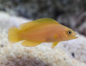 Yellow Dottyback