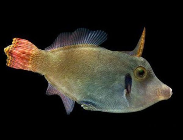 Red Tail Filefish