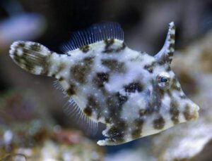 Matted Leatherjacket Filefish