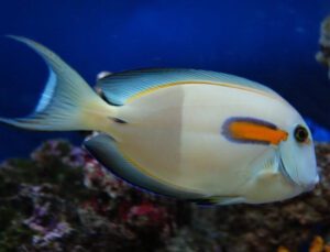 Orange Shoulder Tang