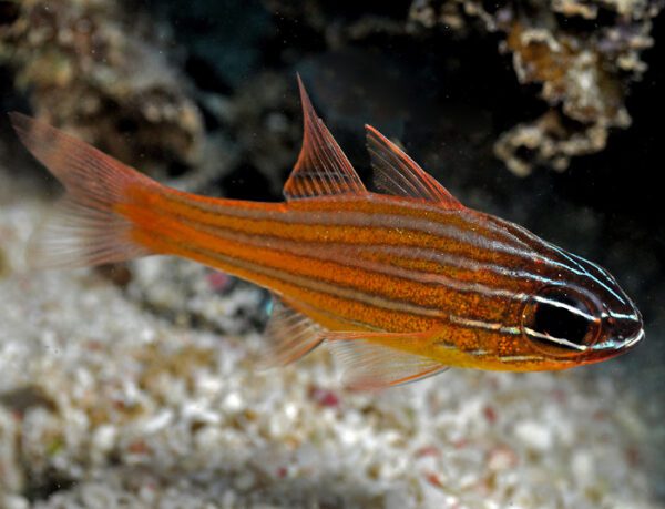 Orange Striped Cardinalfish