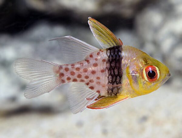 Pajama Cardinalfish