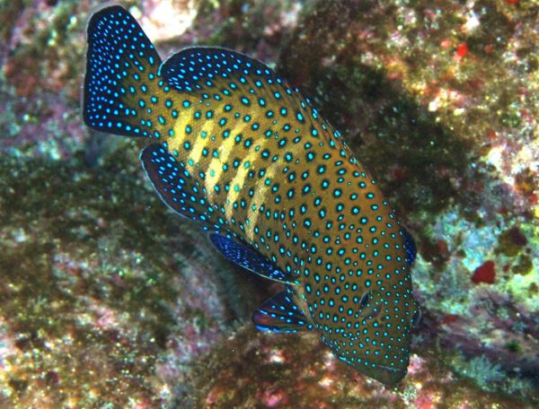 Peacock Grouper