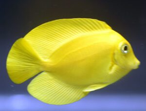 Philippine Yellow Tang