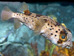 Porcupine Pufferfish