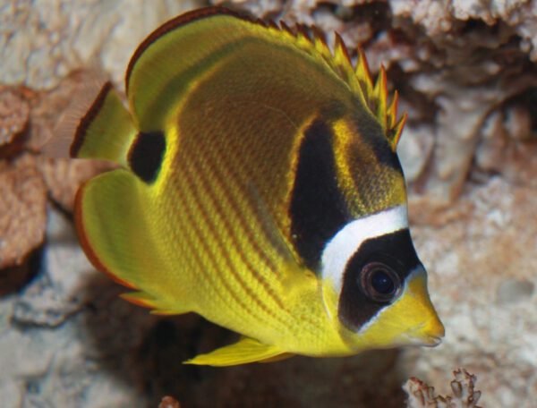 Raccoon Butterflyfish