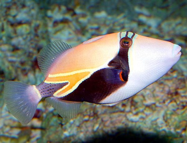 Rectangular Triggerfish