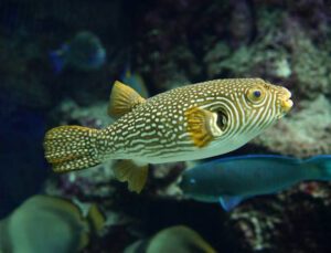 Reticulated Pufferfish