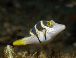 Saddle Valentini Pufferfish