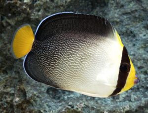 Singapore Angelfish