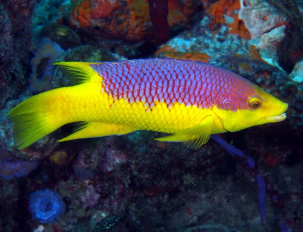 Spanish Hogfish