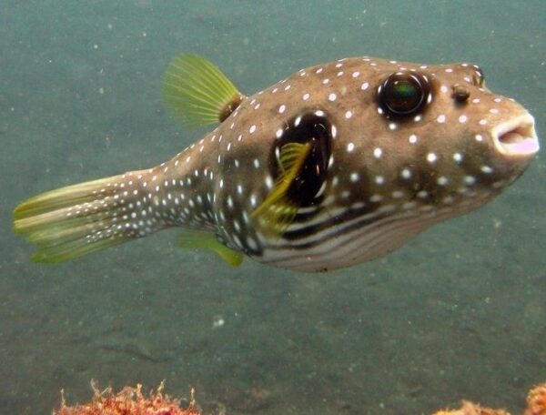 Stars and Stripes Pufferfish