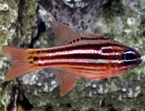 Striped Cardinalfish